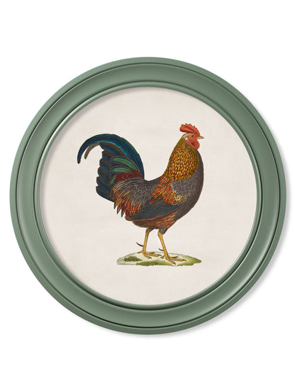 c.1838 Junglefowl in Round Frames Green styled view – Leya Buster Interiors
