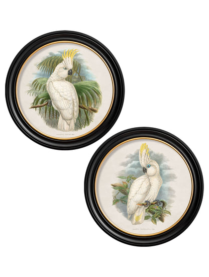c.1875 Cockatoos – Round Frames detail – Leya Buster Interiors
