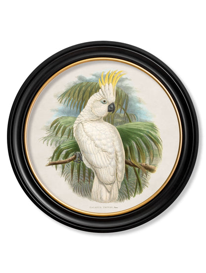 c.1875 Cockatoos – Round Frames styled view – Leya Buster Interiors