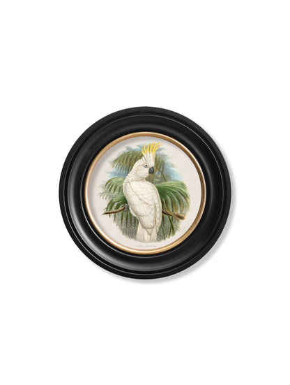 c.1875 Cockatoos – Round Frames styled view – Leya Buster Interiors