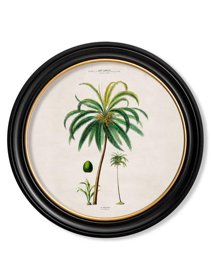 c.1843 Studies of South American Palm Trees in Round Frames styled view – Leya Buster Interiors