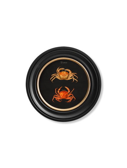 C.1876 Marine Animals in Round Frames – Black styled view – Leya Buster Interiors