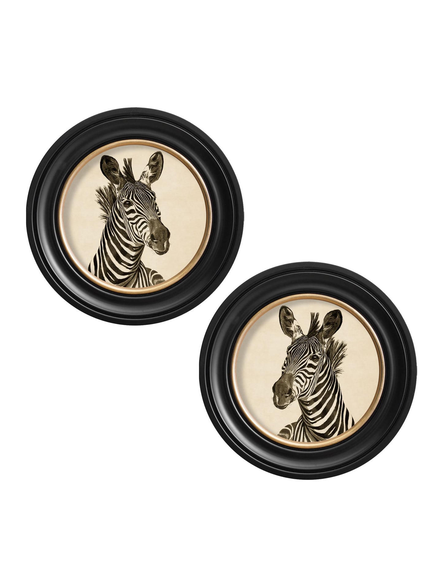 c1890 Zebra Illustrations in Round Frame – Dark styled view – Leya Buster Interiors