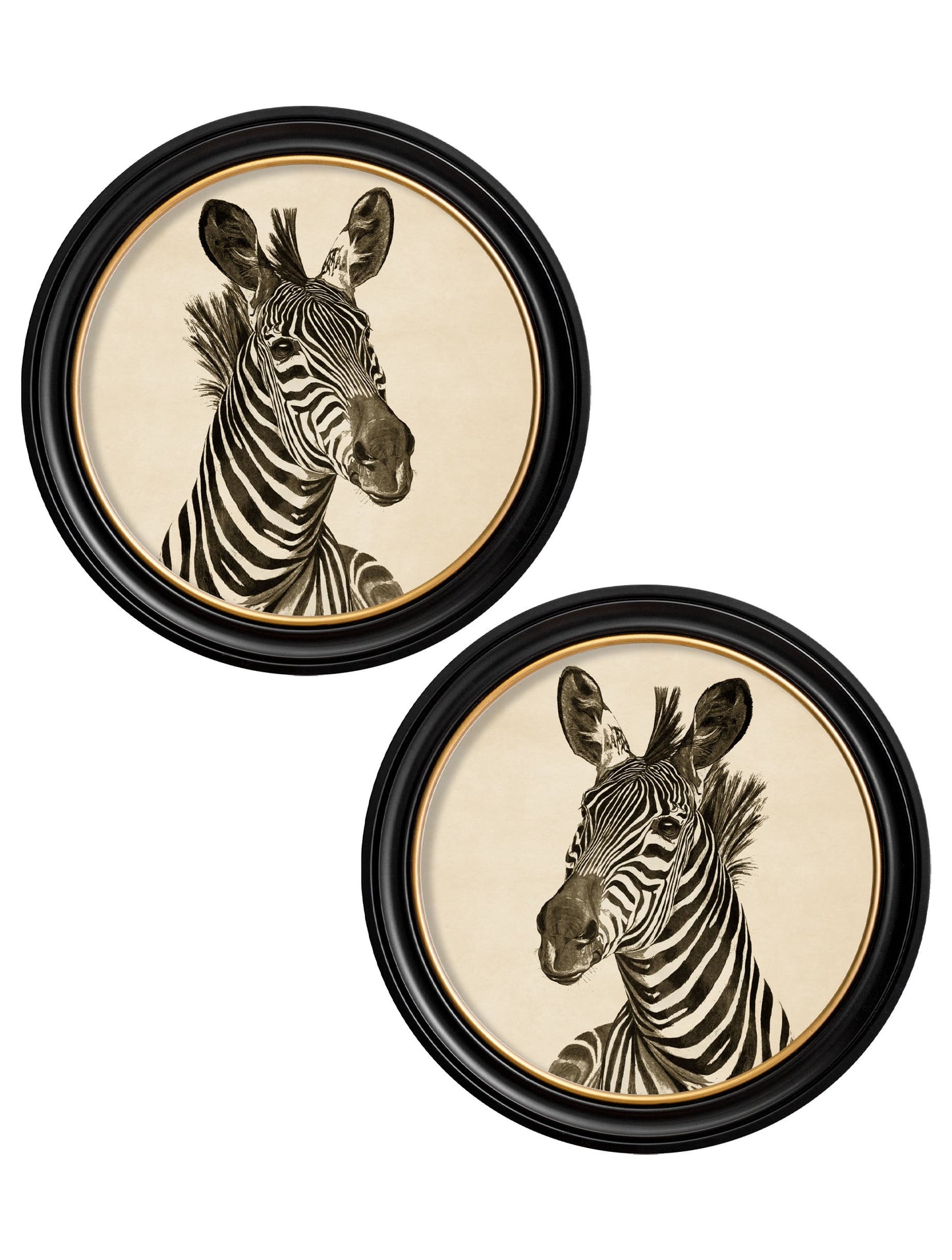 c1890 Zebra Illustrations in Round Frame – Dark detail – Leya Buster Interiors