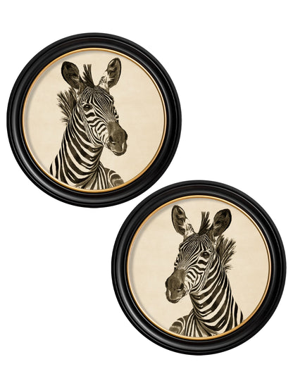 c1890 Zebra Illustrations in Round Frame – Dark detail – Leya Buster Interiors