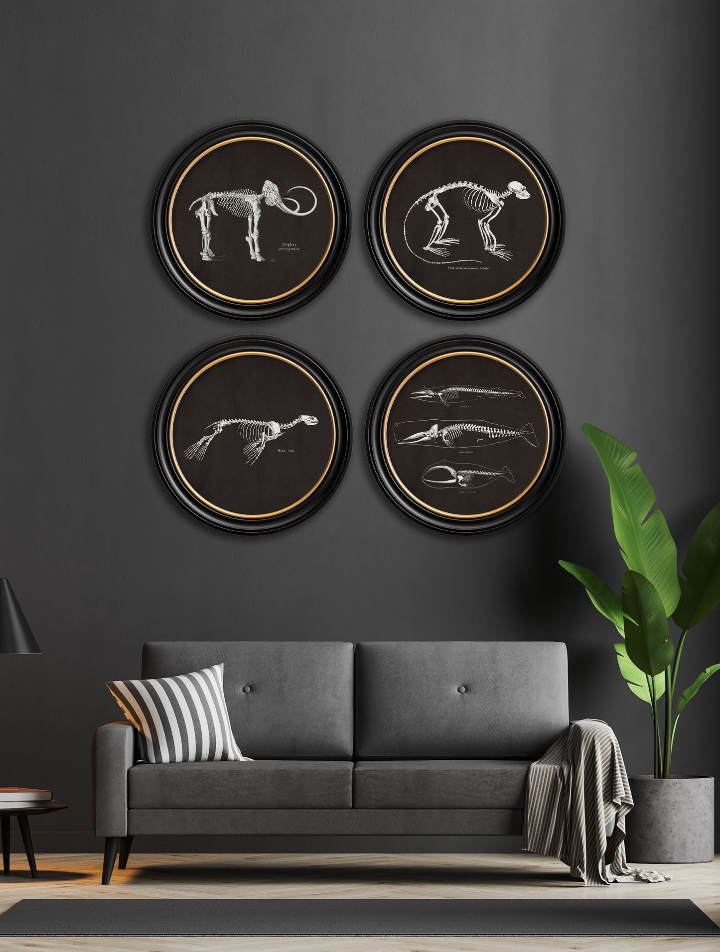 c.1870 Anatomical Skeletons – Dark – Round Frames – framed wall art at Leya Buster Interiors