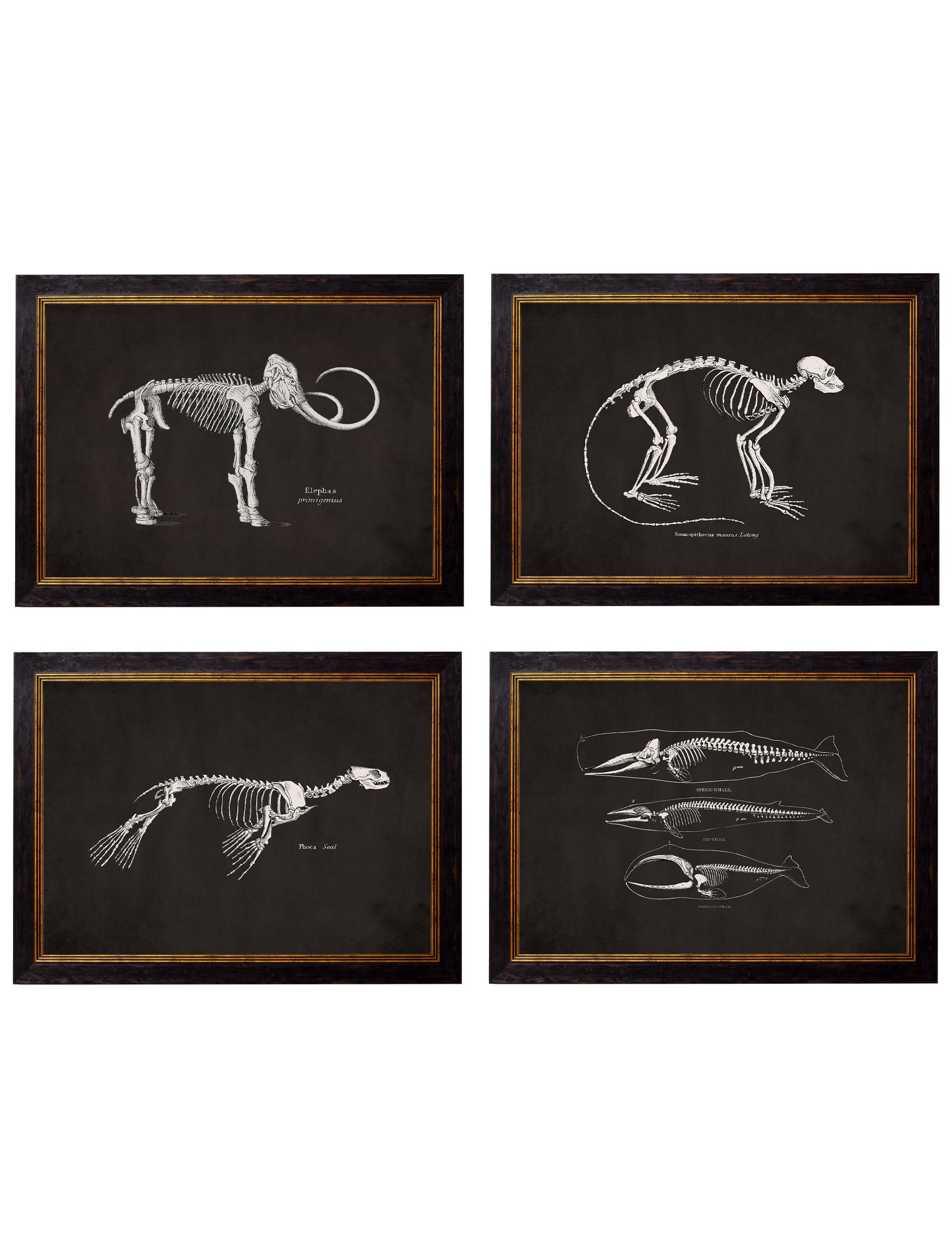 c.1870 Anatomical Skeletons – Dark detail – Leya Buster Interiors