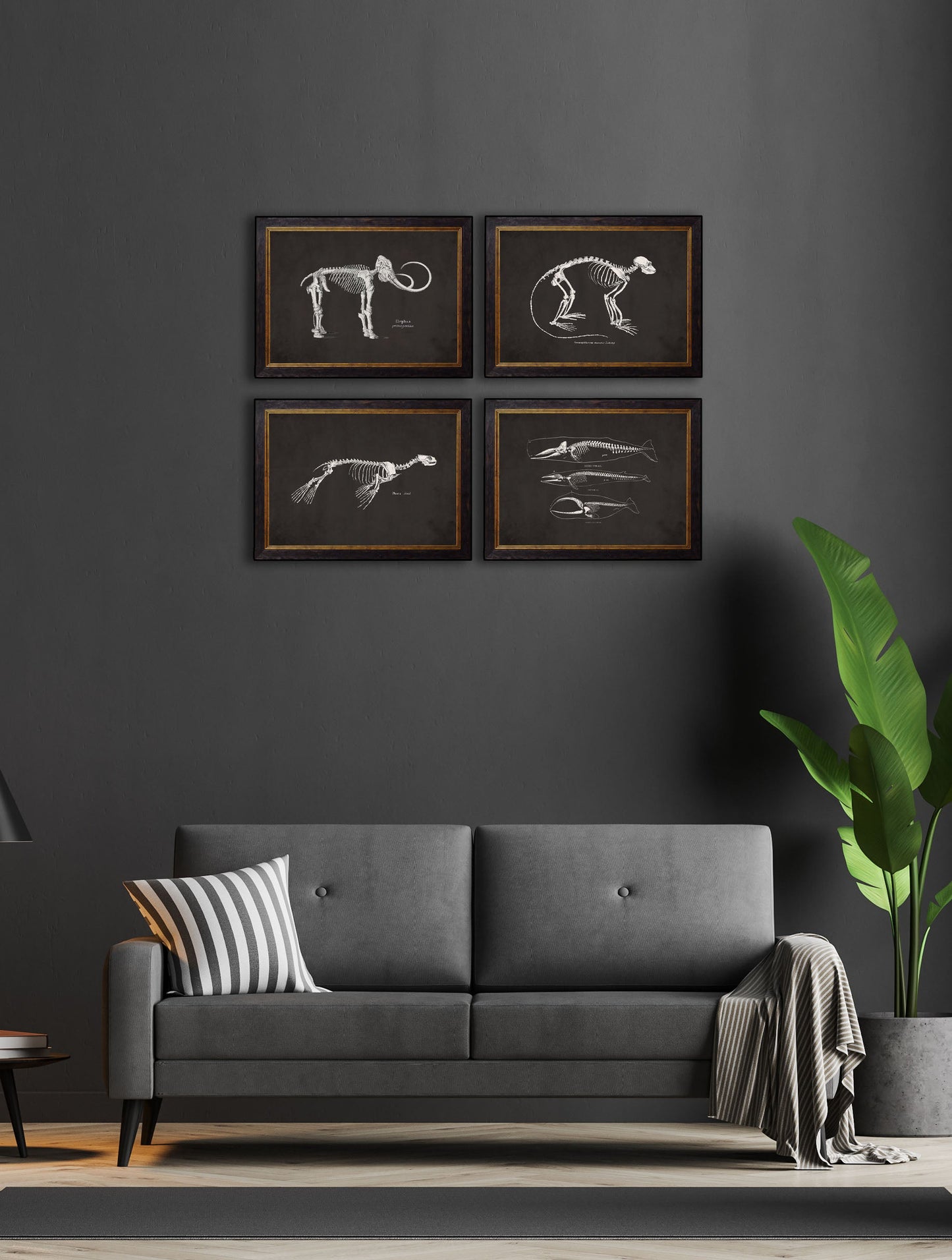c.1870 Anatomical Skeletons – Dark – framed wall art at Leya Buster Interiors