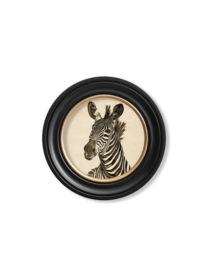 c1890 Zebra Illustrations in Round Frame – Dark styled view – Leya Buster Interiors