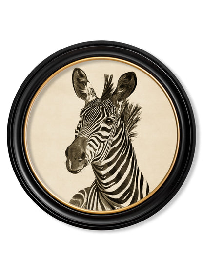 c1890 Zebra Illustrations in Round Frame – Dark styled view – Leya Buster Interiors