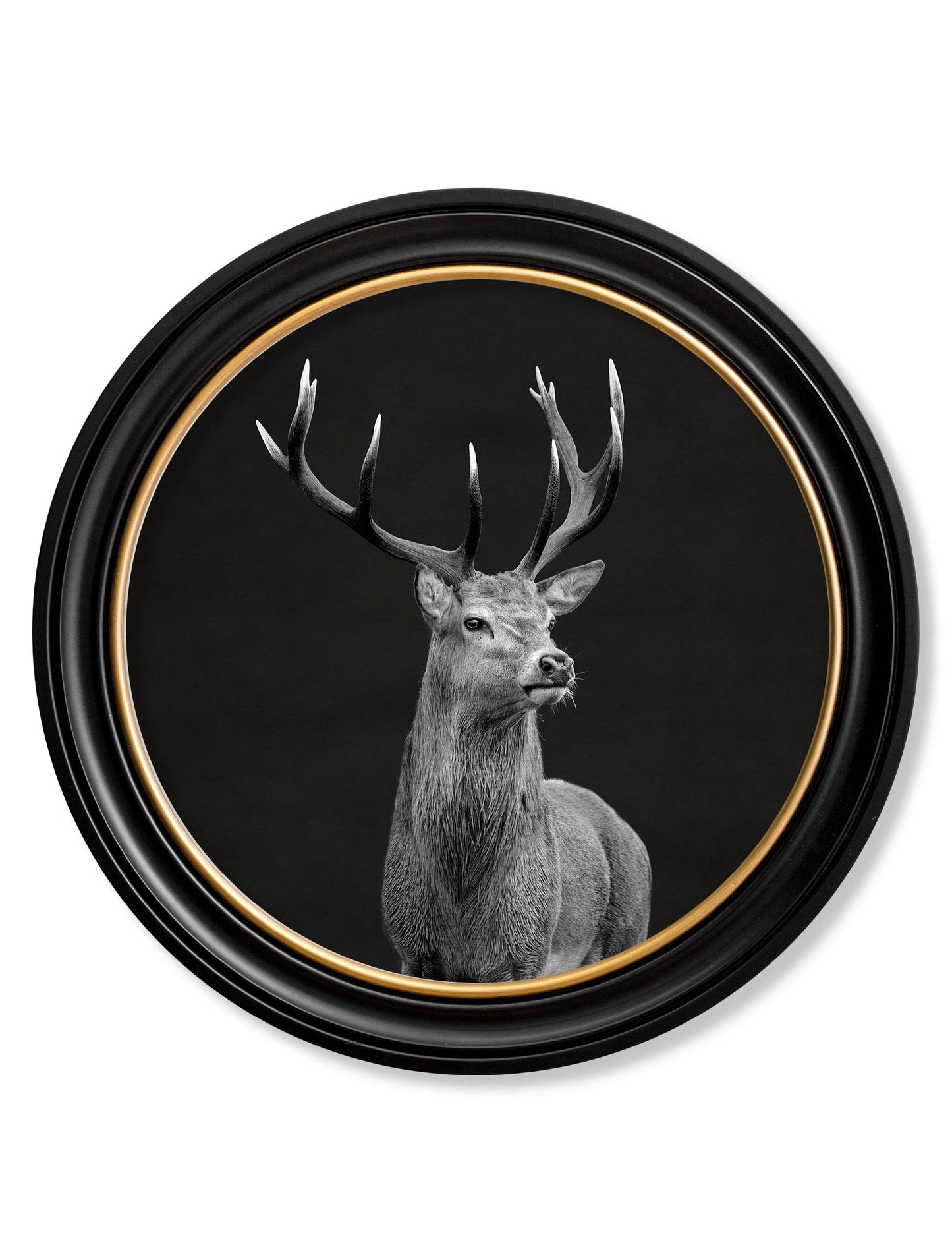 Wildlife Photography – Red Deer – Round Frame detail – Leya Buster Interiors
