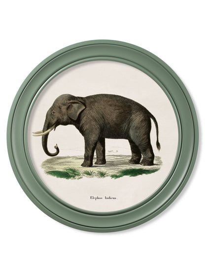 c.1846 Elephants in Round Frame Green styled view – Leya Buster Interiors