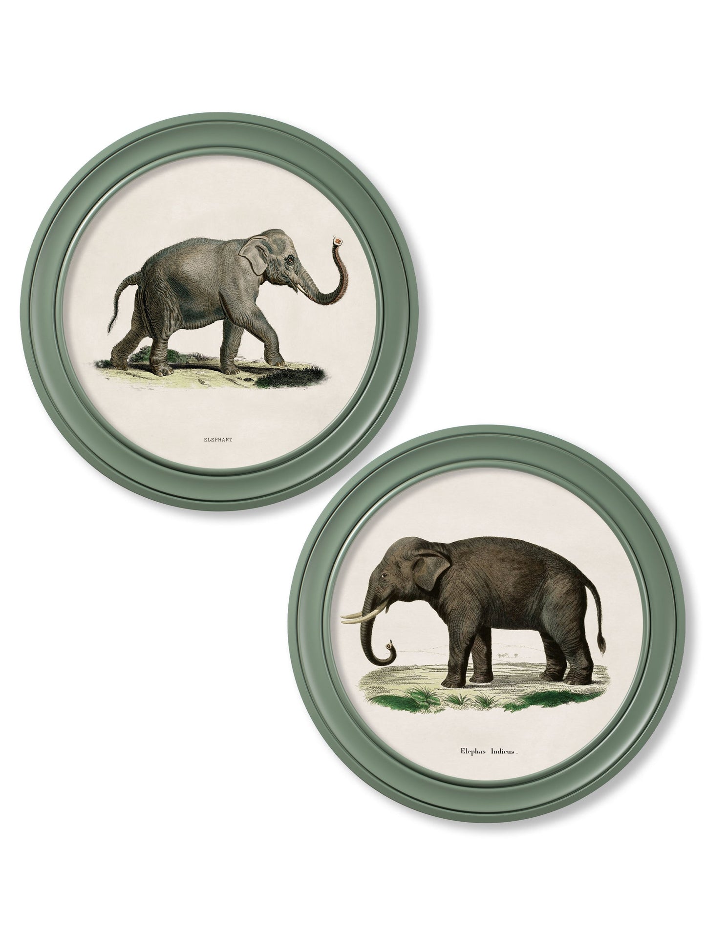 c.1846 Elephants in Round Frame Green detail – Leya Buster Interiors