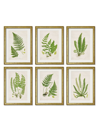 Collection of 6 Ferns detail – Leya Buster Interiors