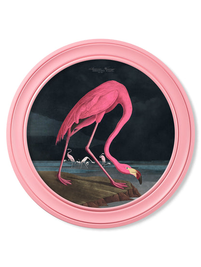c.1838 Audubon's Flamingo – Dark – Round Frame Pink detail – Leya Buster Interiors