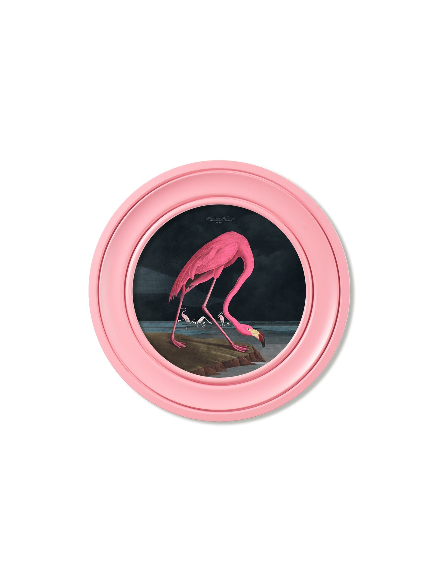 c.1838 Audubon's Flamingo – Dark – Round Frame Pink – framed wall art at Leya Buster Interiors