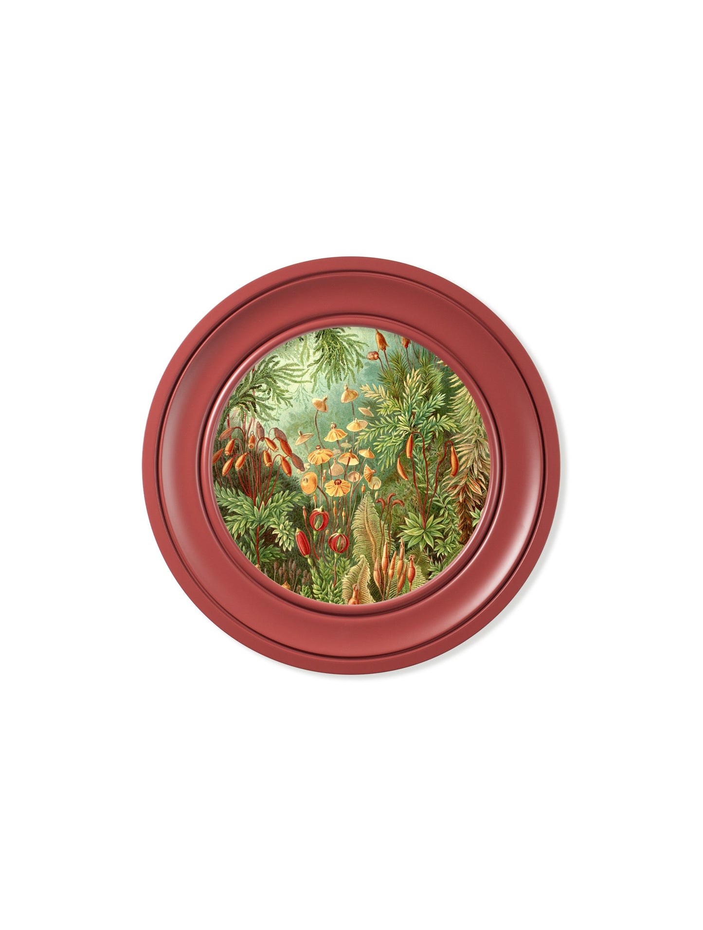 c.1904 Haeckel Flora and Fauna – Round Frames Red styled view – Leya Buster Interiors