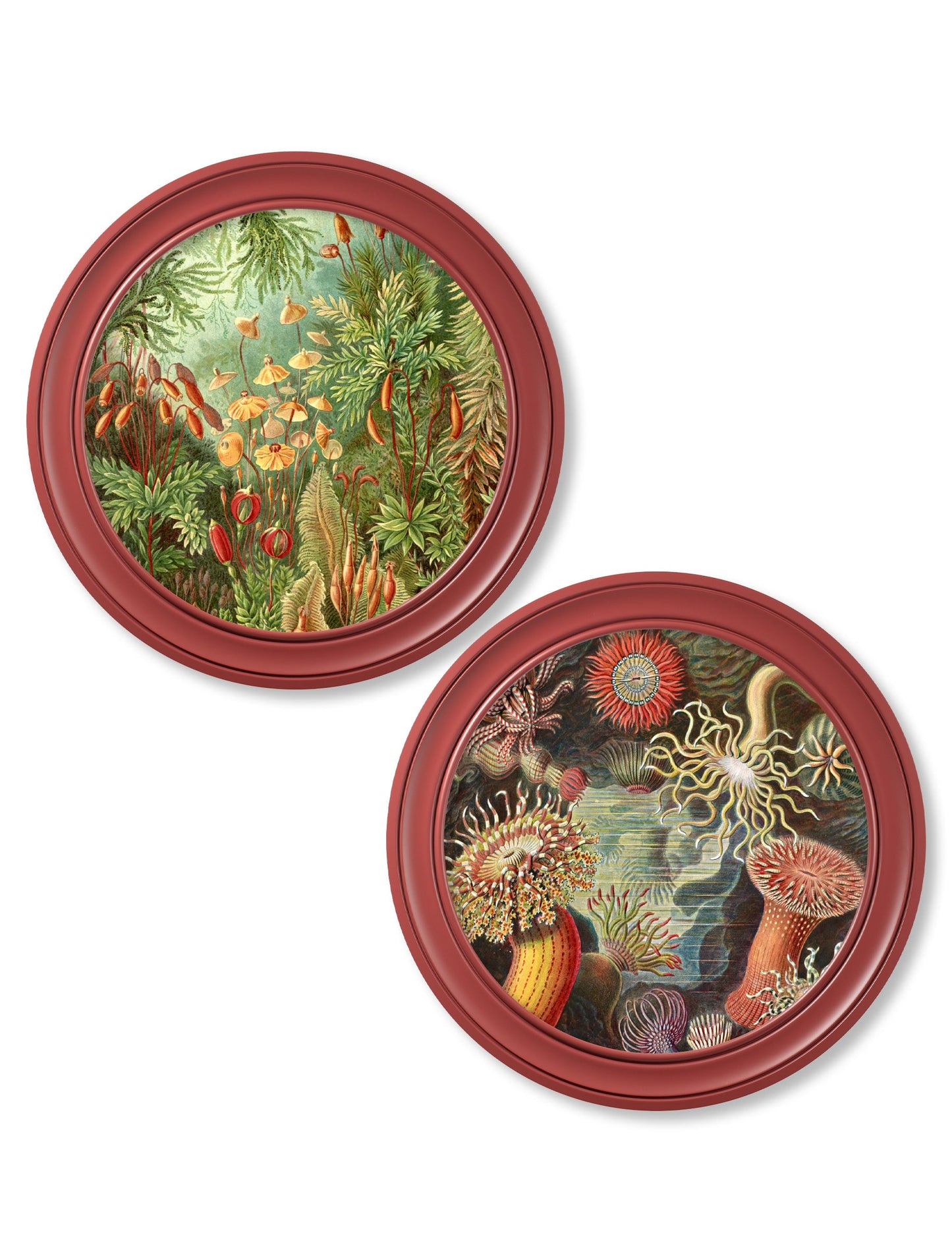 c.1904 Haeckel Flora and Fauna – Round Frames Red detail – Leya Buster Interiors