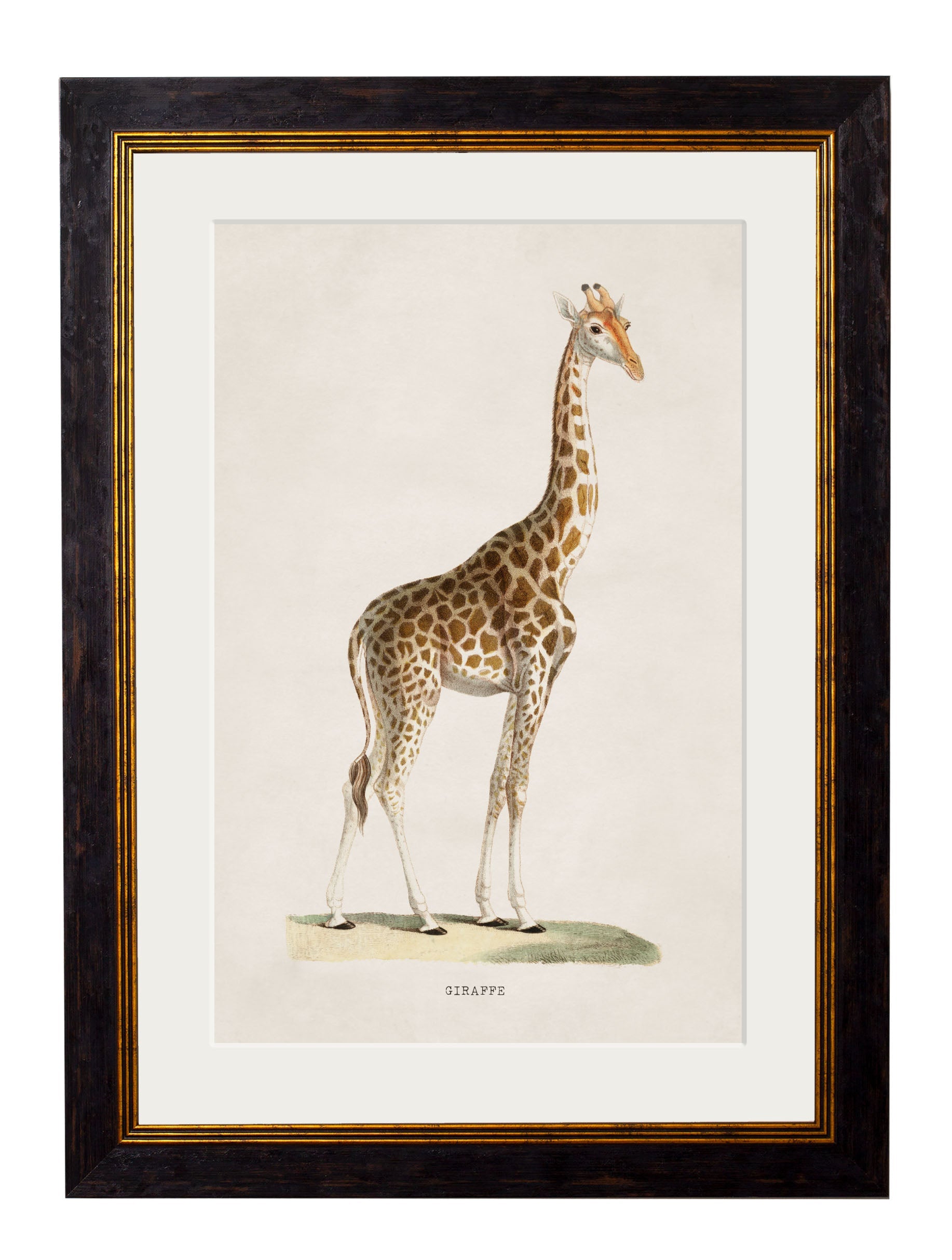 c.1836 Giraffe detail – Leya Buster Interiors
