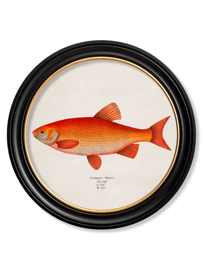 c.1785 Goldfish and Golden Orfe – Round Frame styled view – Leya Buster Interiors