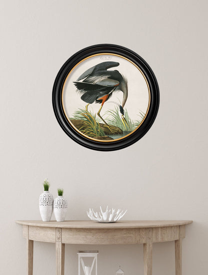 c.1838 Audubon's Great Blue Heron – framed wall art at Leya Buster Interiors