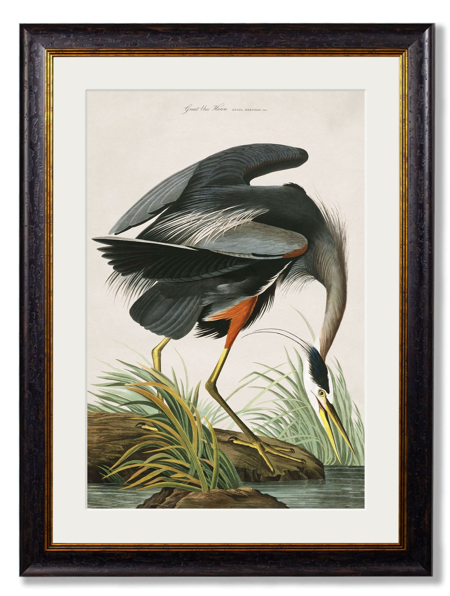 c.1838 Audubon's Great Blue Heron styled view – Leya Buster Interiors