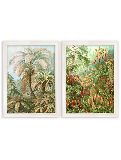 C.1904 Study Of Ferns Print detail – Leya Buster Interiors