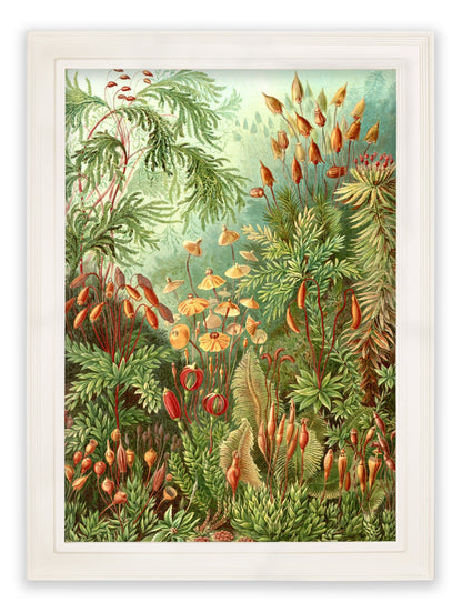 C.1904 Study Of Ferns Print styled view – Leya Buster Interiors
