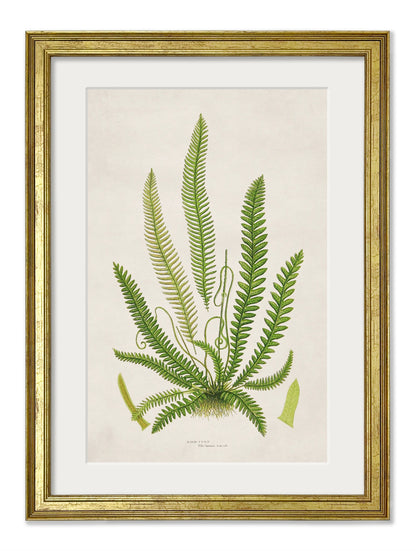Collection of 6 Ferns styled view – Leya Buster Interiors