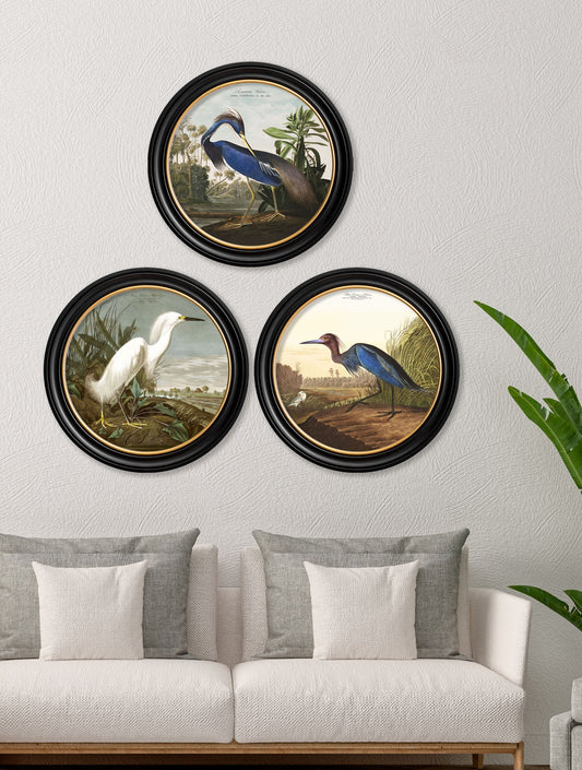 c.1838 Audubon's Herons in Round Frames – framed wall art at Leya Buster Interiors