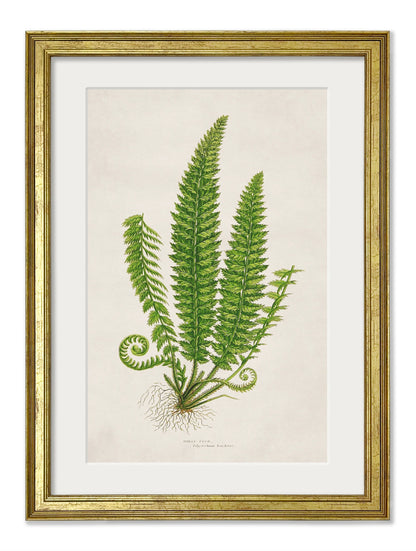 Collection of 6 Ferns styled view – Leya Buster Interiors