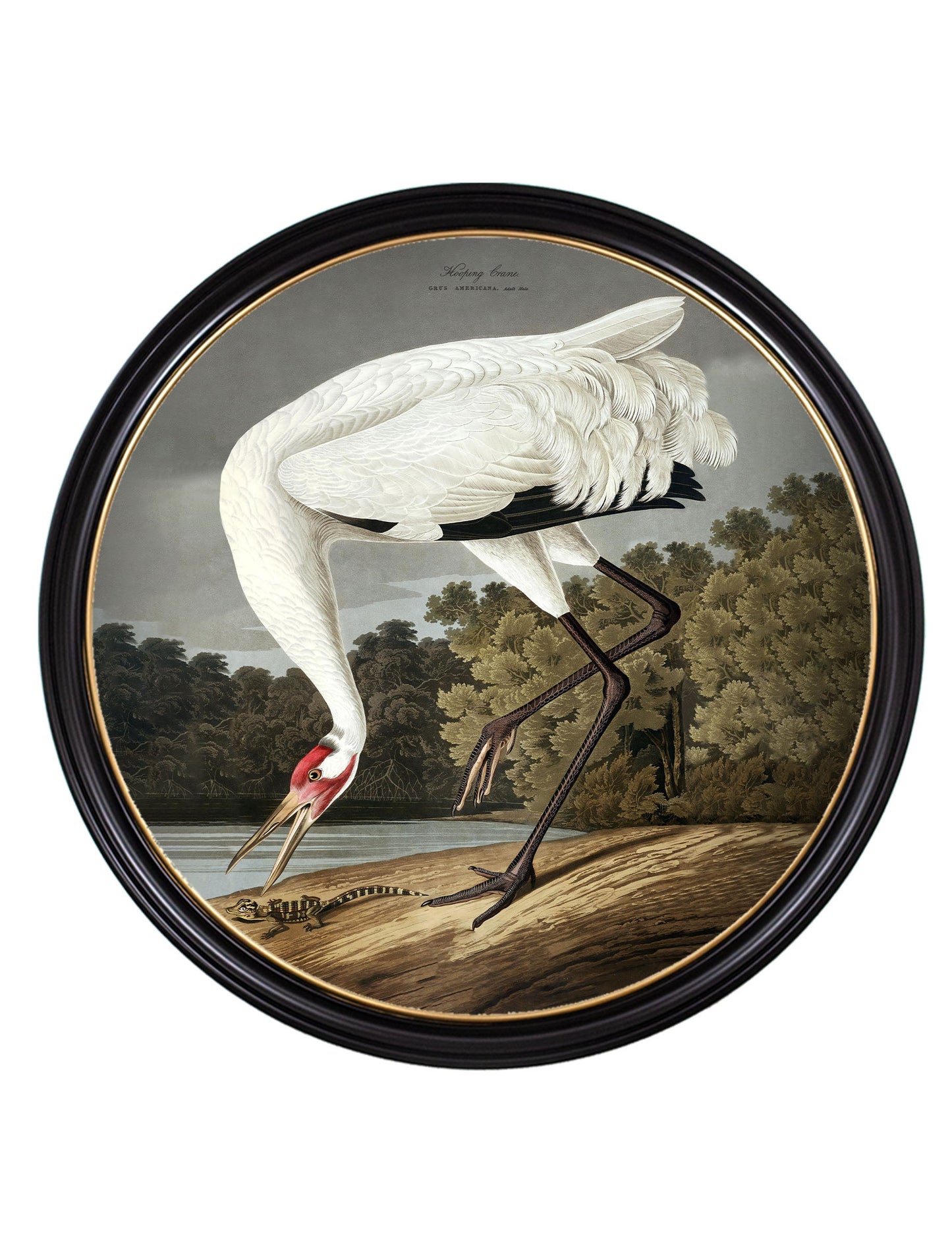 c.1838 Hooping Crane in Round Frame styled view – Leya Buster Interiors