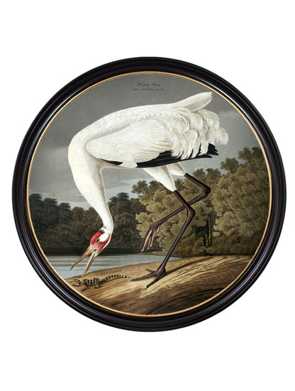 c.1838 Hooping Crane in Round Frame styled view – Leya Buster Interiors
