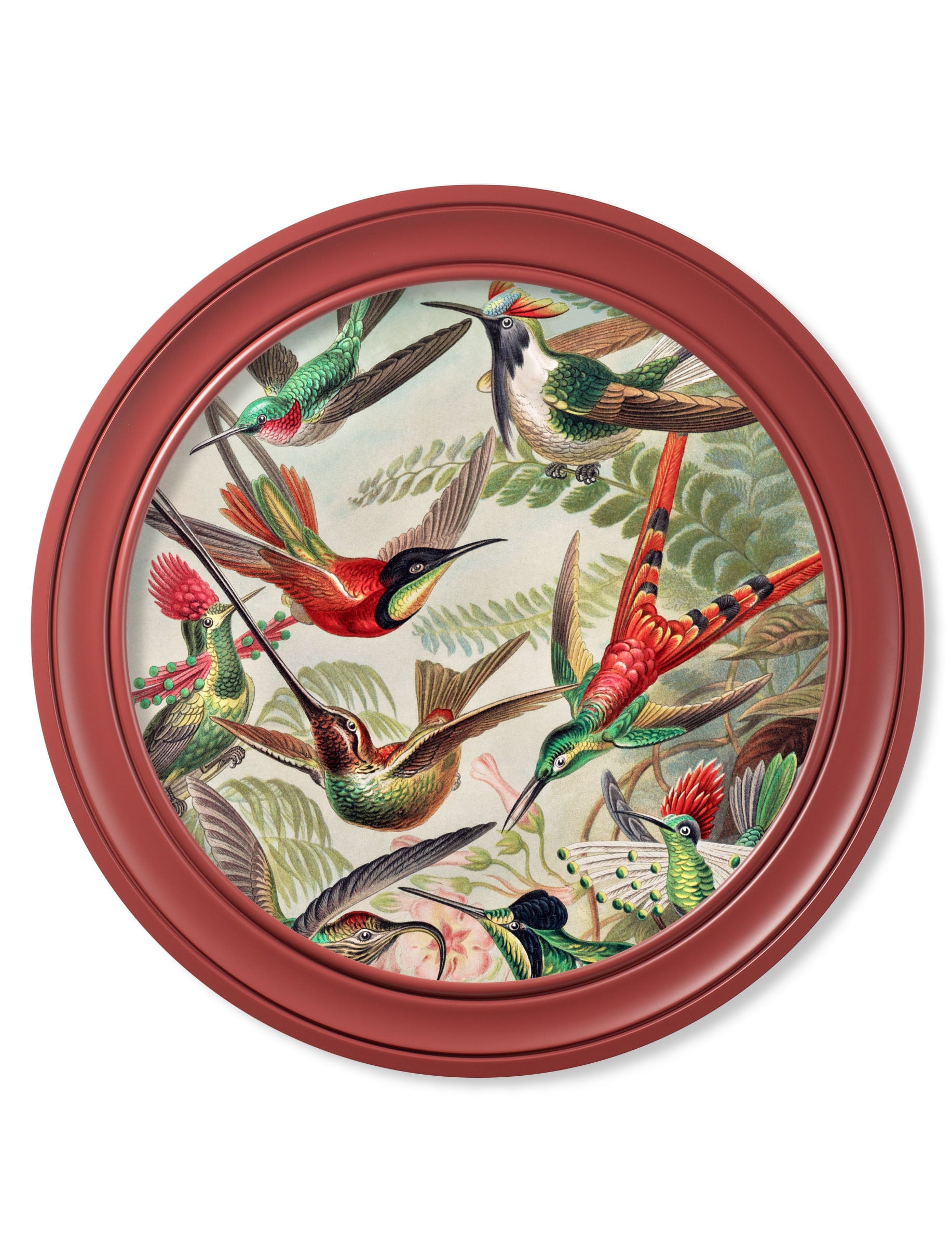 c.1904 Haeckel Hummingbirds – Red Frame detail – Leya Buster Interiors