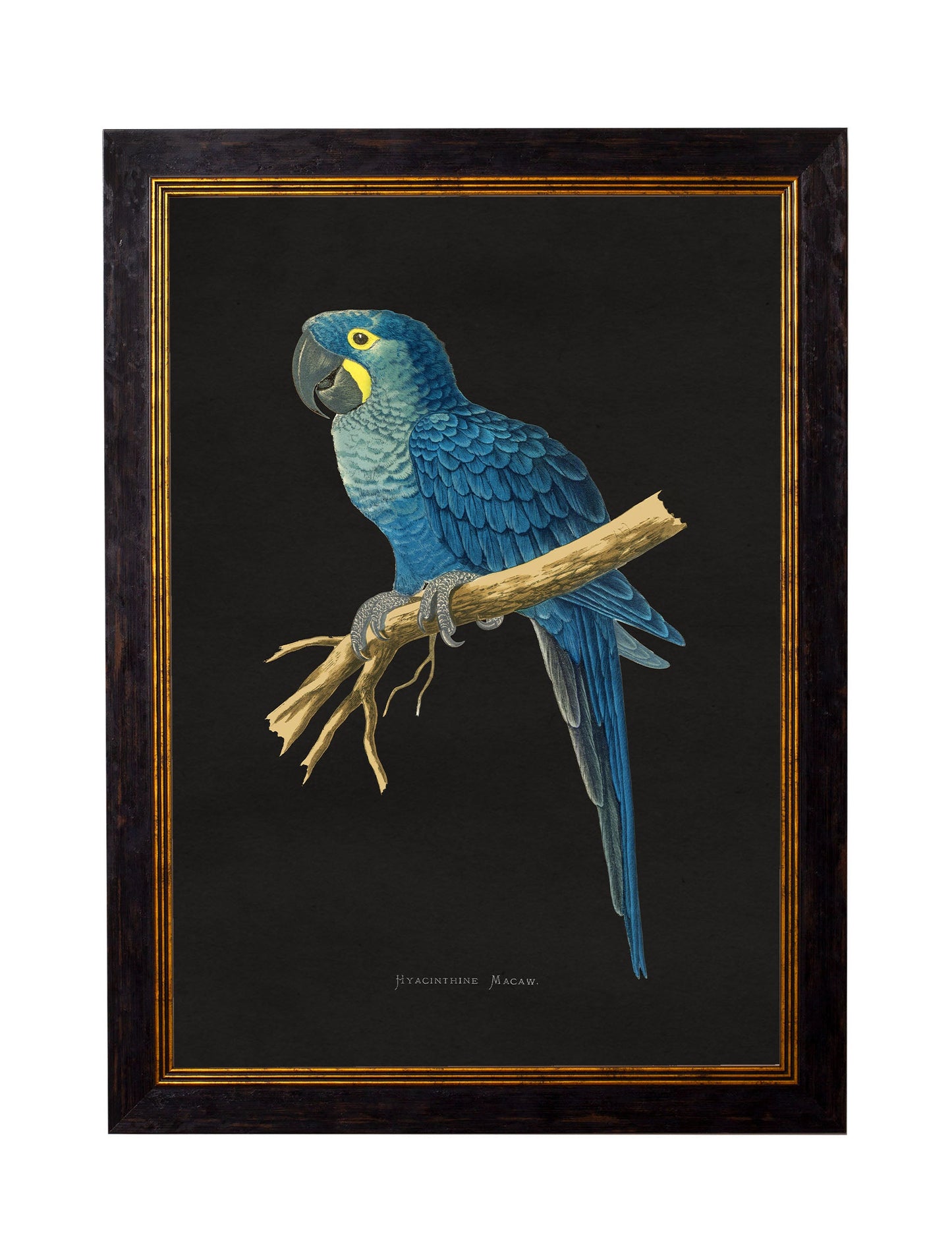 c.1884 Macaws – Dark Background styled view – Leya Buster Interiors