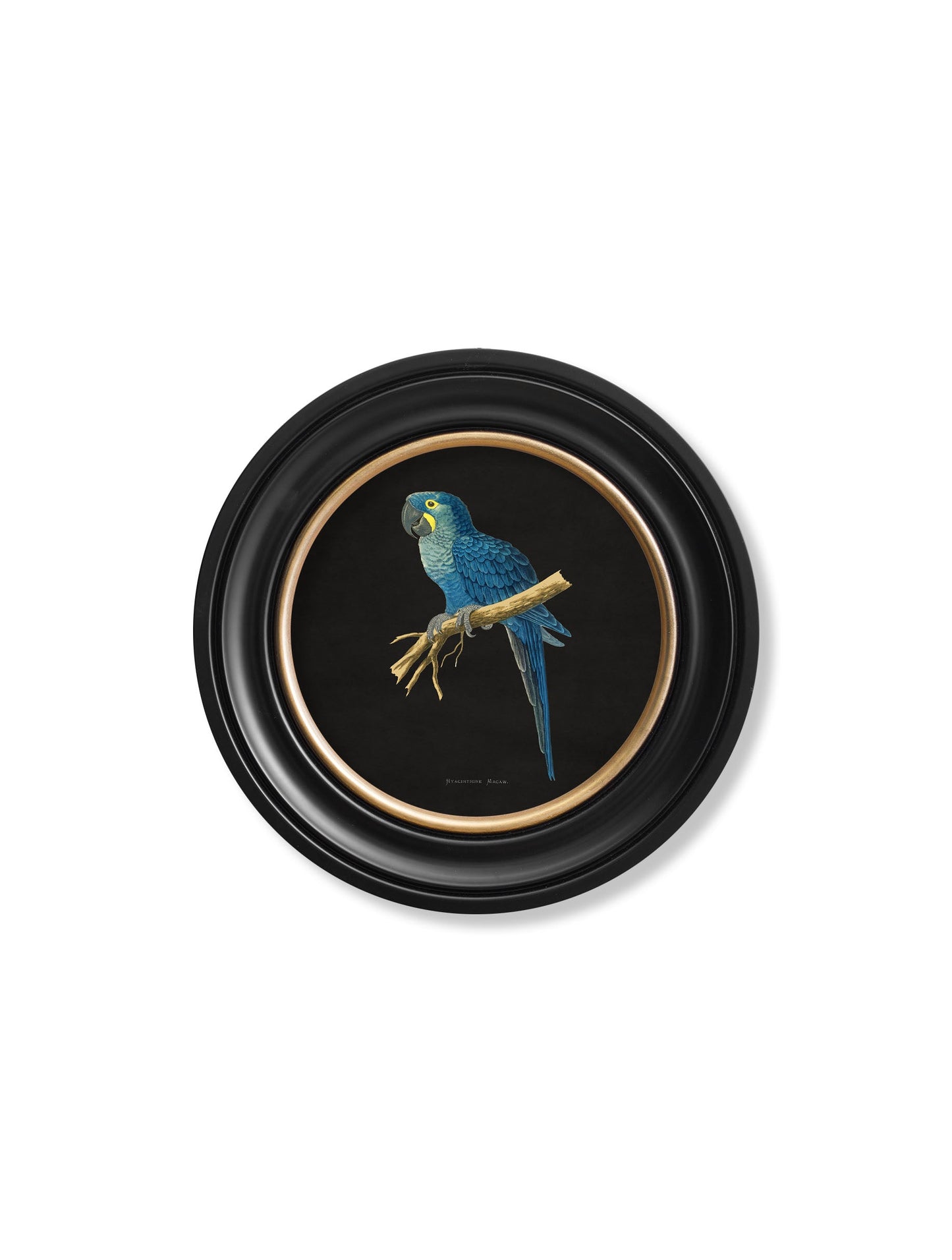 C.1884 Collection of Macaws in Round Frames – Black styled view – Leya Buster Interiors