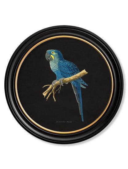 C.1884 Collection of Macaws in Round Frames – Black styled view – Leya Buster Interiors