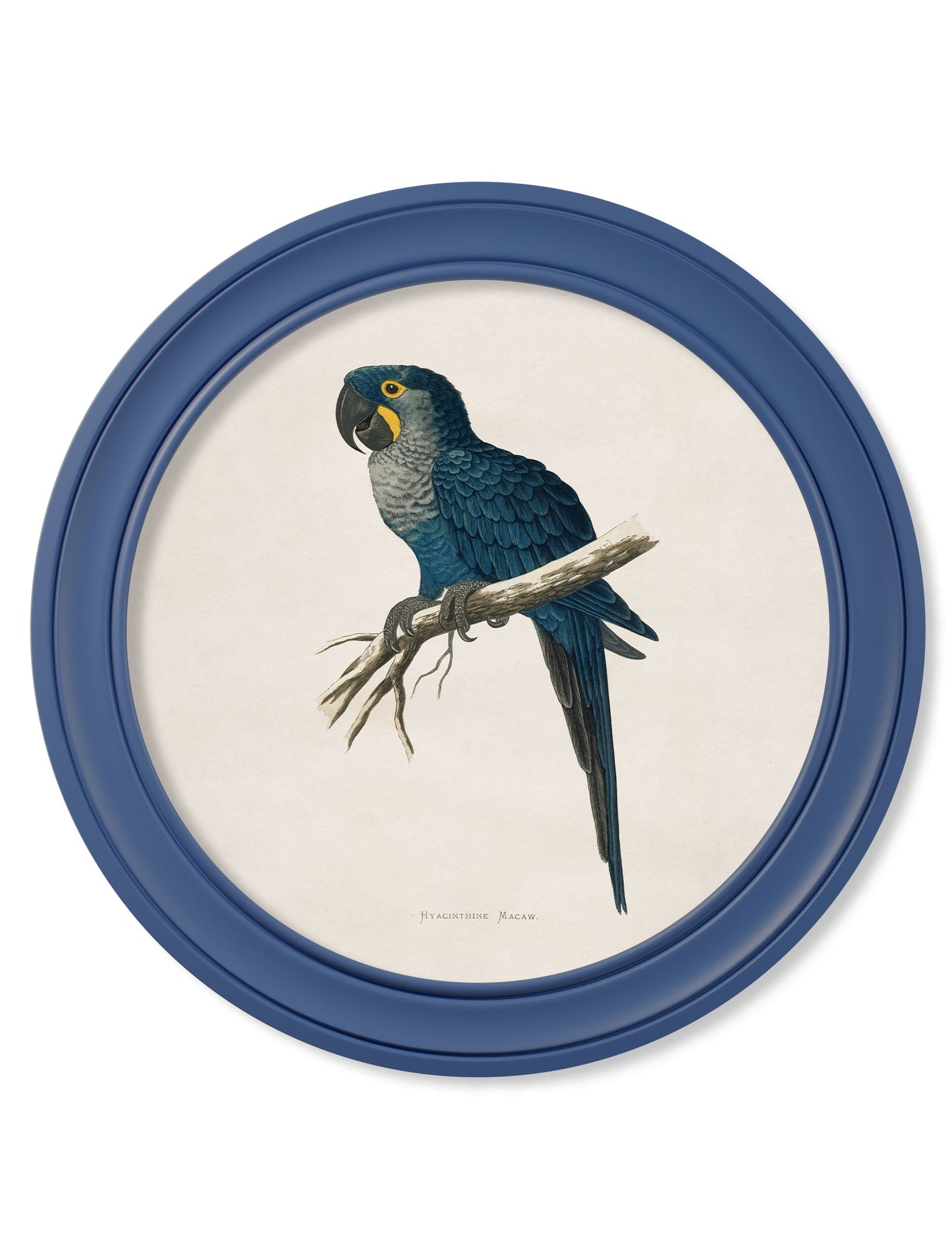 C.1884 Collection of Macaws in Round Frames Blue styled view – Leya Buster Interiors