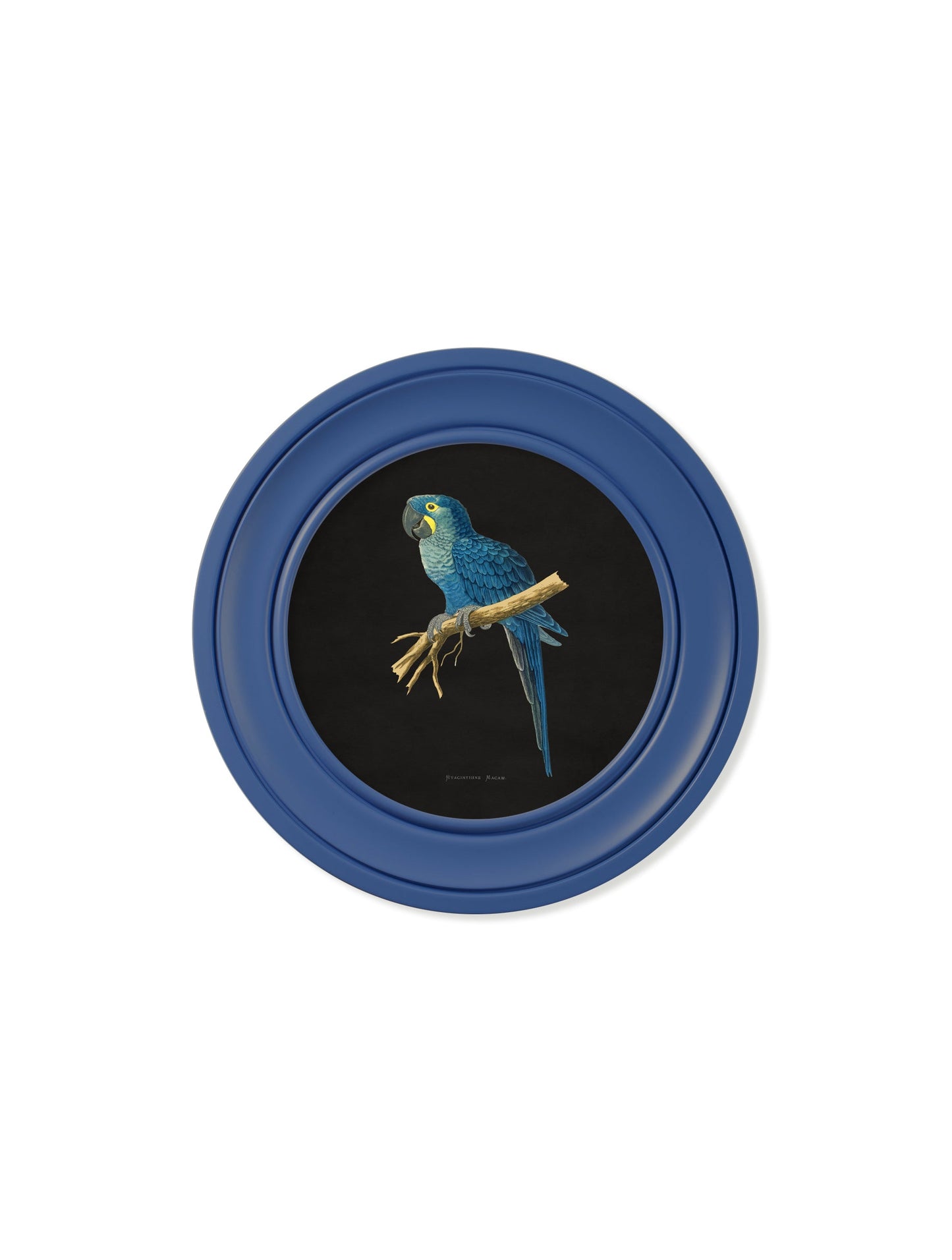 C.1884 Collection of Macaws in Round Frames Blue styled view – Leya Buster Interiors