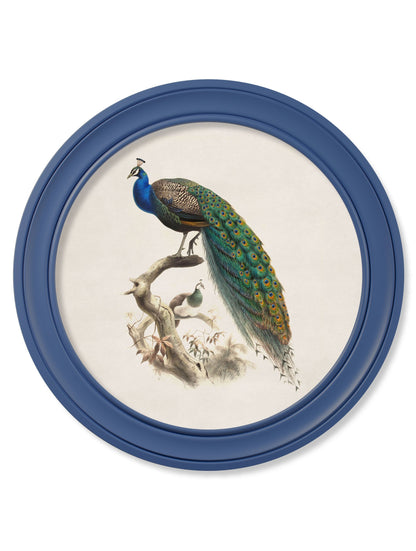 c.1847 Peacocks in Round Frames Light – Blue detail – Leya Buster Interiors