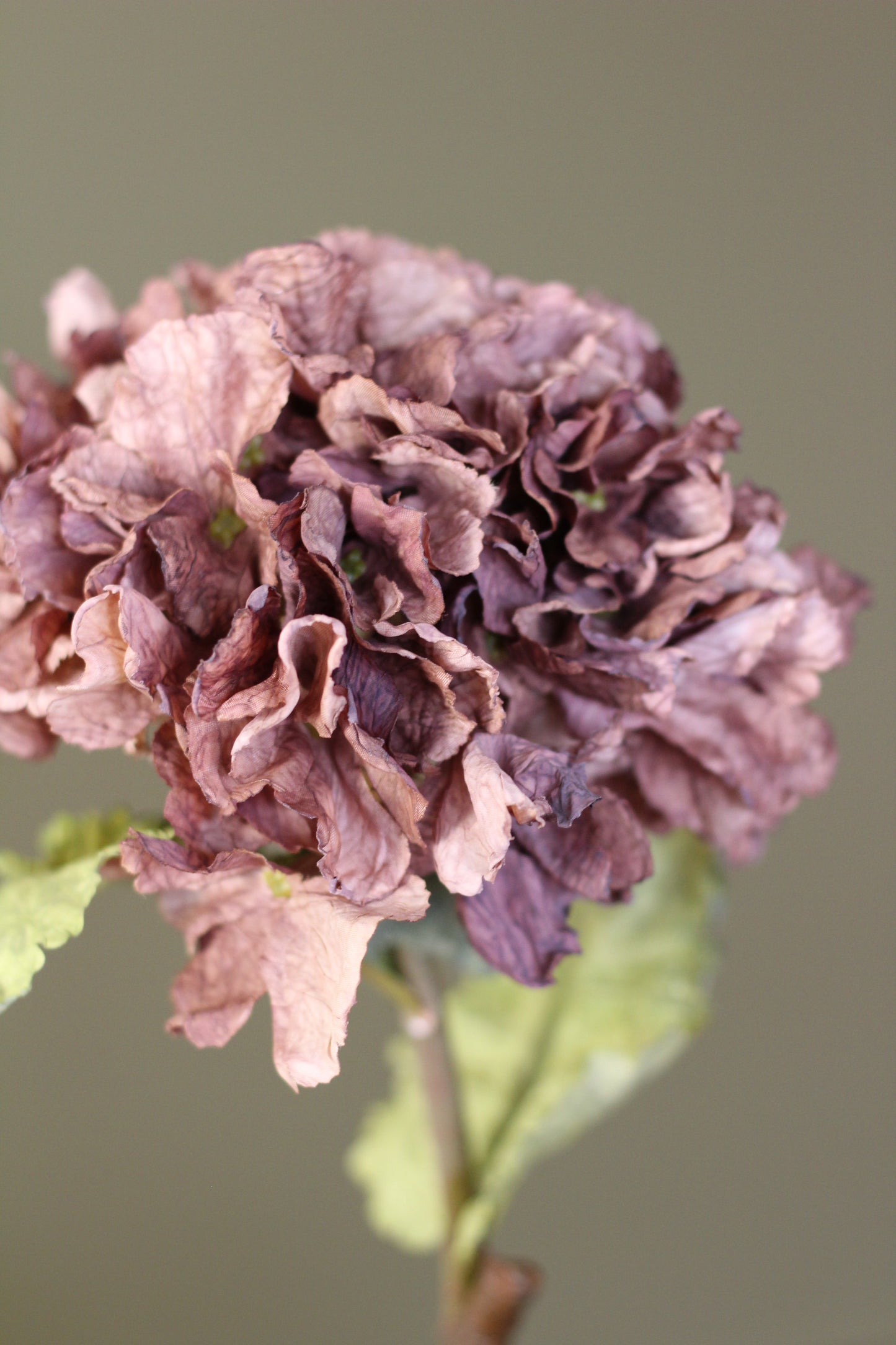 Rustic Hydrangea Stem – Mocha
