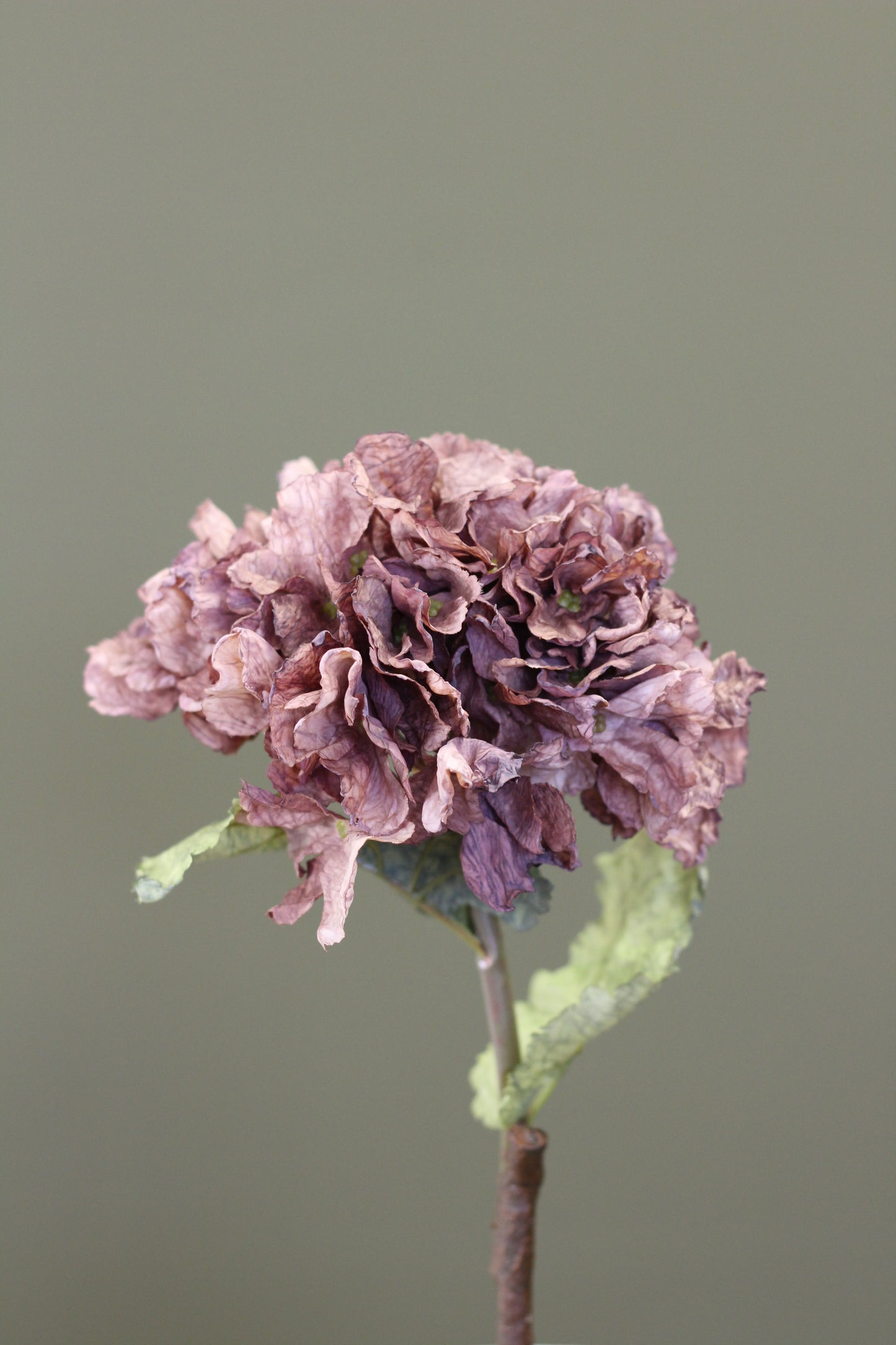 Rustic Hydrangea Stem – Mocha