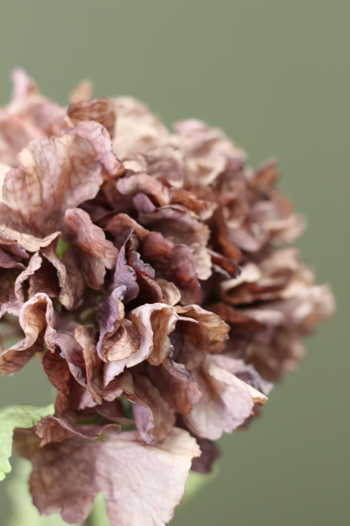Rustic Hydrangea Stem – Mocha