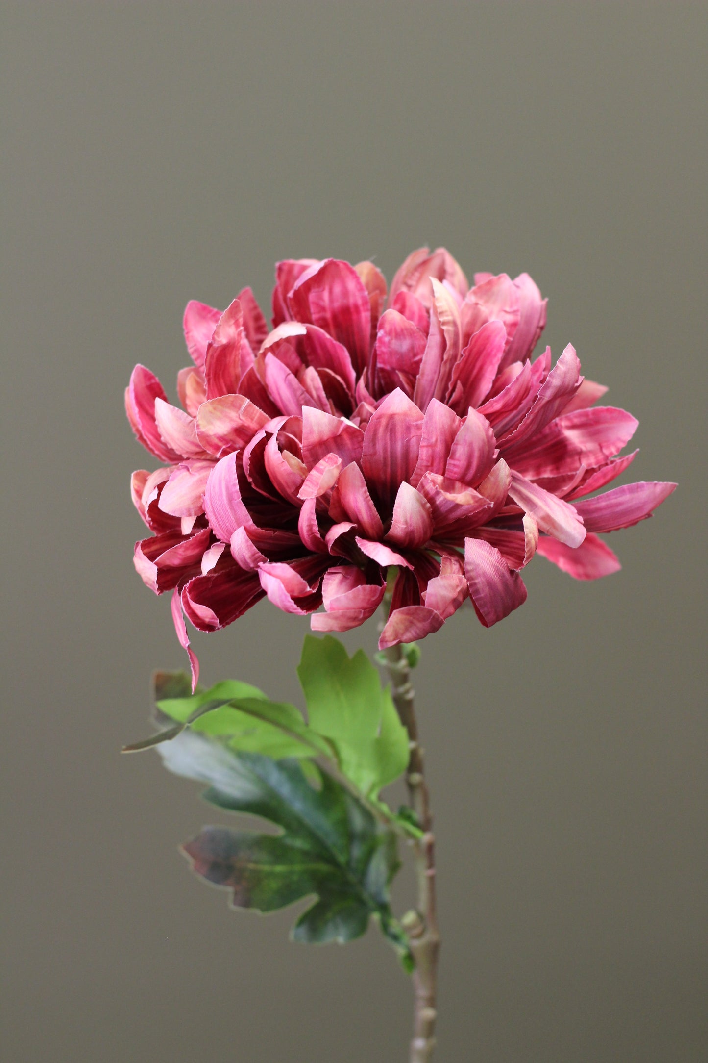 Russet Heritage Chrysanthemum Stem