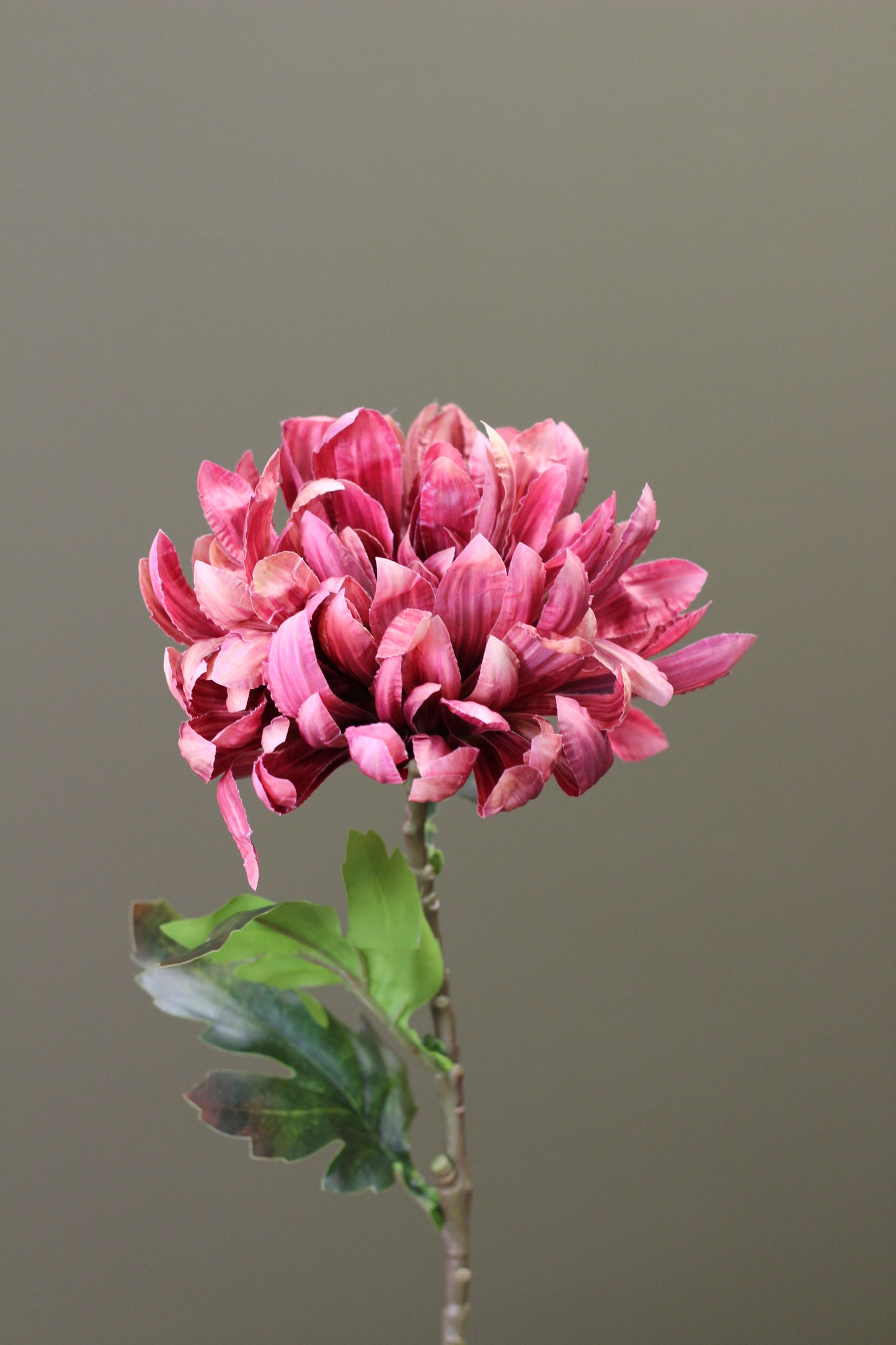 Russet Heritage Chrysanthemum Stem