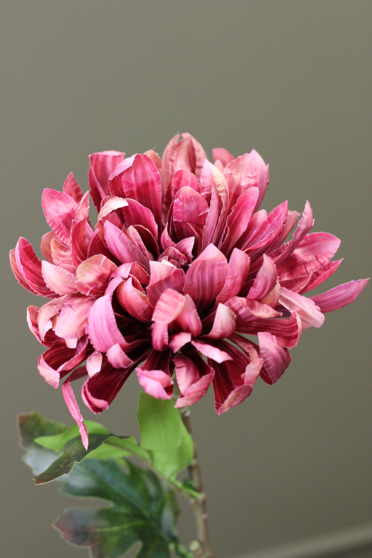 Russet Heritage Chrysanthemum Stem