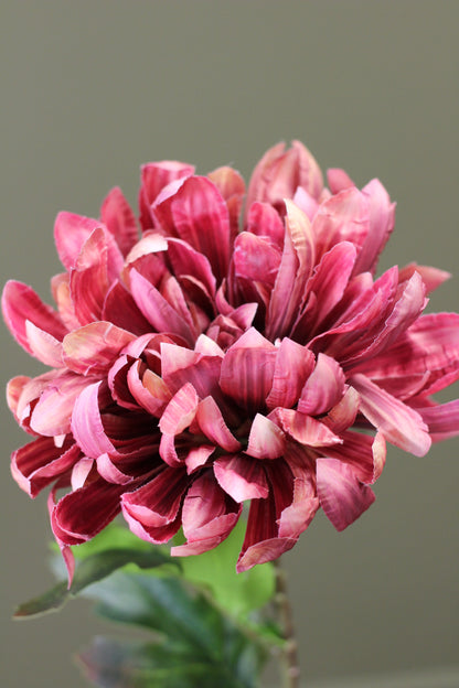 Russet Heritage Chrysanthemum Stem