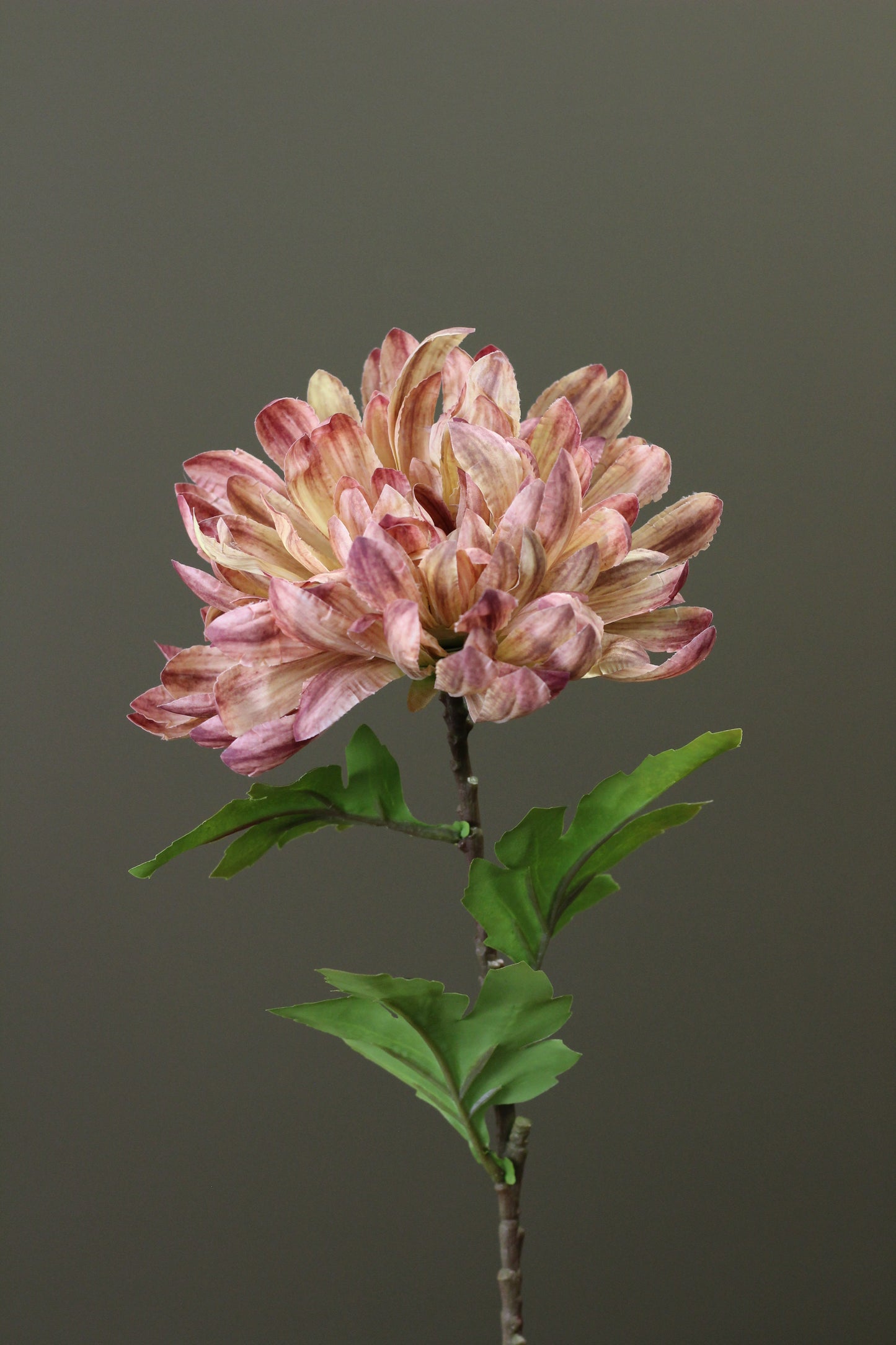 Honey Gold Chrysanthemum Stem