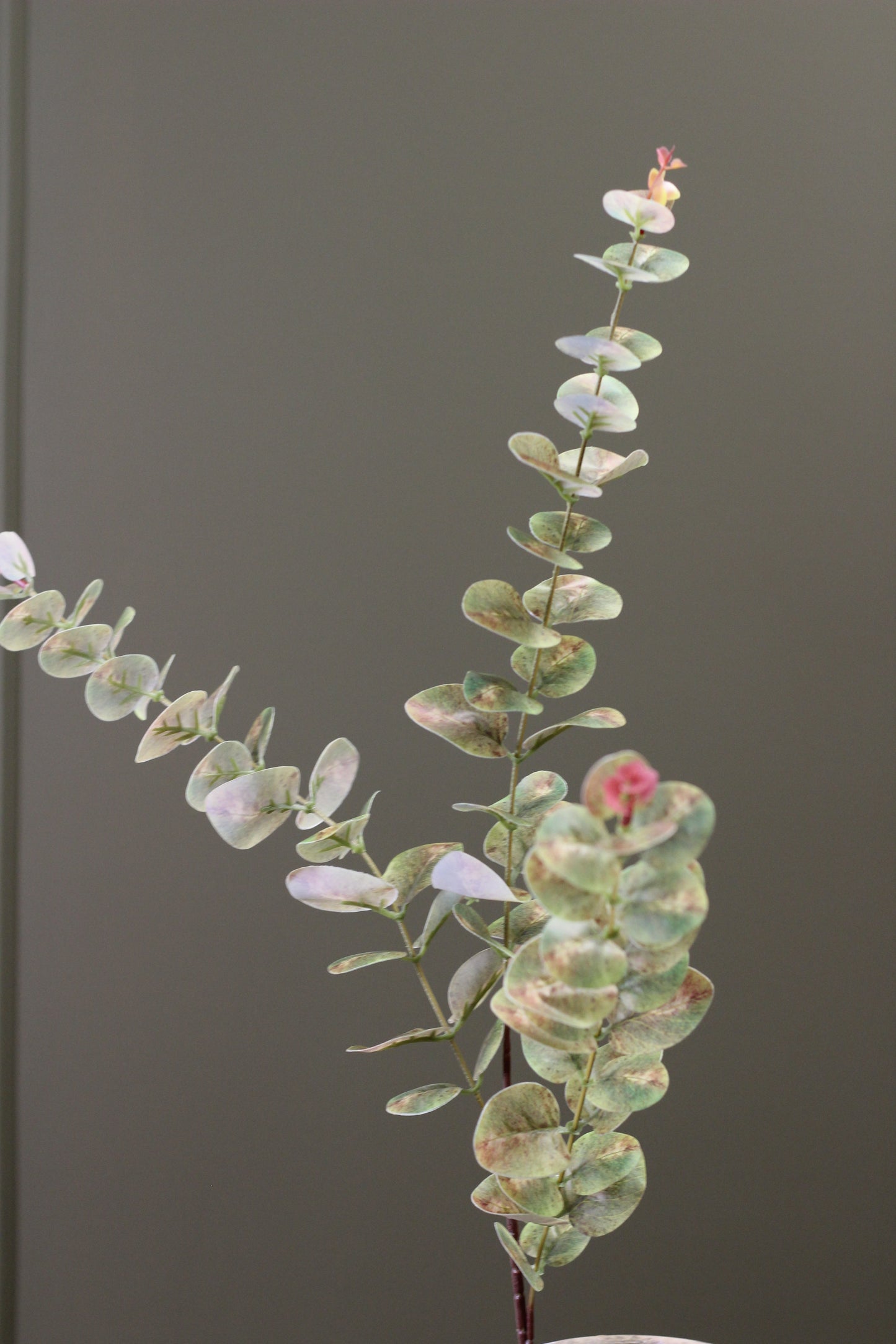 Weathered Sage Eucalyptus Stem