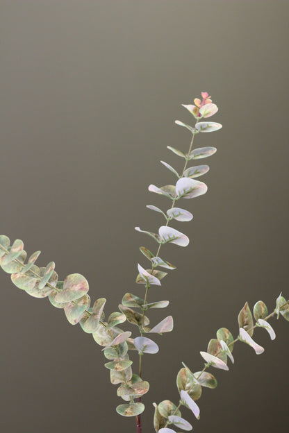 Weathered Sage Eucalyptus Stem